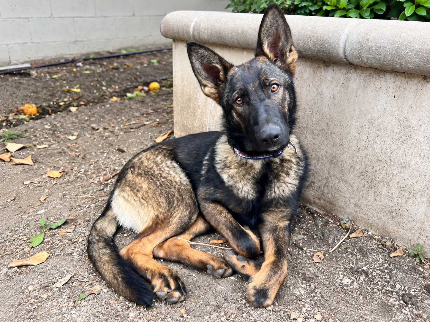 Andrew’s German Shepherd sitting outdoors